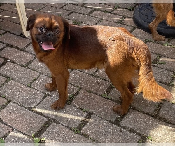 Medium Photo #3 Brussels Griffon Puppy For Sale in CHICAGO, IL, USA