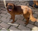 Small #2 Brussels Griffon