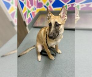 German Shepherd Dog Dogs for adoption in Baytown, TX, USA