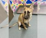 Small German Shepherd Dog