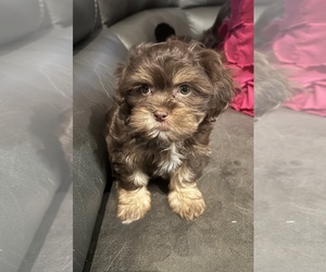 ShihPoo Puppy for sale in WOODLEAF, NC, USA