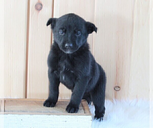 Medium Photo #3 German Shepherd Dog-Siberian Husky Mix Puppy For Sale in FREDERICKSBURG, OH, USA