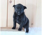 Small Photo #3 German Shepherd Dog-Siberian Husky Mix Puppy For Sale in FREDERICKSBURG, OH, USA