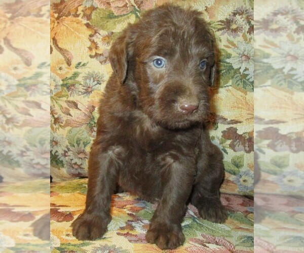 Medium Photo #11 Labradoodle Puppy For Sale in LINCOLN, AL, USA
