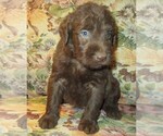 Small Photo #11 Labradoodle Puppy For Sale in LINCOLN, AL, USA