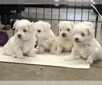 Small Photo #1 Maltipoo Puppy For Sale in AVE MARIA, FL, USA