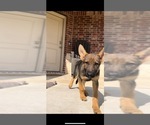 Small Photo #1 German Shepherd Dog Puppy For Sale in ANNA, TX, USA