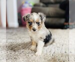 Small Photo #7 Miniature Australian Shepherd Puppy For Sale in BLACK FOREST, CO, USA