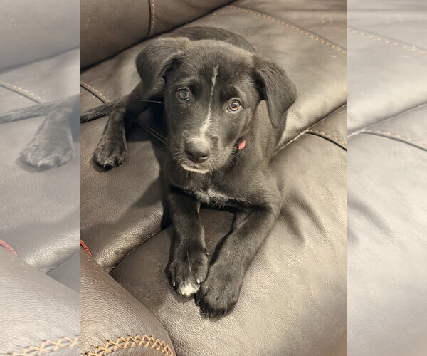 Medium Photo #1 Labrador Retriever-Unknown Mix Puppy For Sale in Fort Worth, TX, USA
