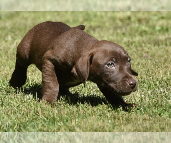 Medium Photo #1 Dachsador Puppy For Sale in Mechanicsburg, PA, USA