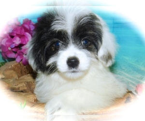 Havanese-Poodle (Toy) Mix Puppy for sale in HAMMOND, IN, USA