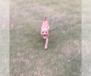 Basenji-Welsh Cardigan Corgi Mix Puppy for sale in MADERA, CA, USA
