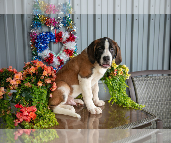 Medium Photo #12 Saint Bernard Puppy For Sale in WEST FARMINGTON, OH, USA