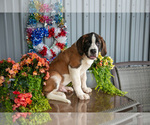 Small Photo #12 Saint Bernard Puppy For Sale in WEST FARMINGTON, OH, USA