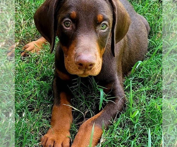Medium Photo #14 Doberman Pinscher Puppy For Sale in LIVINGSTON, LA, USA