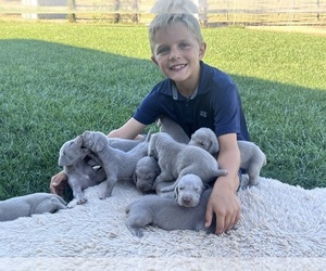 Weimaraner Puppy for sale in WILLOWS, CA, USA