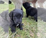 Small Photo #2 Pyredoodle Puppy For Sale in NEWBERRY, FL, USA