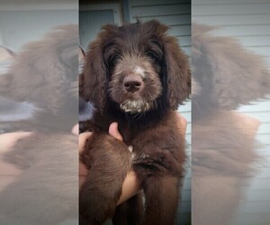 Saint Berdoodle Puppy for sale in CATTARAUGUS, NY, USA