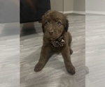 Small Photo #11 German Shepherd Dog-Goldendoodle Mix Puppy For Sale in LAKELAND, FL, USA