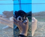 Small Photo #1 Rat Terrier-Unknown Mix Puppy For Sale in WHITAKERS, NC, USA