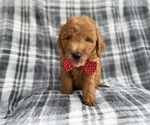 Small #3 Goldendoodle (Miniature)