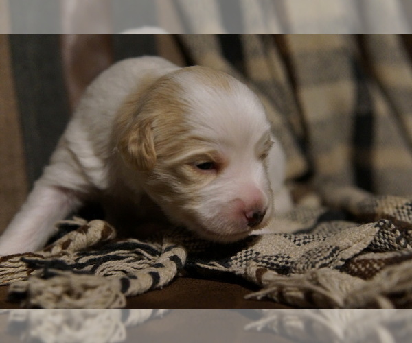 Medium Photo #2 Golden Mountain Doodle  Puppy For Sale in JIM FALLS, WI, USA