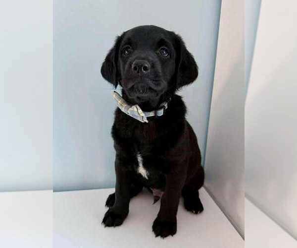 Medium Photo #38 Aussiedoodle-Labradoodle Mix Puppy For Sale in BRYANTOWN, MD, USA