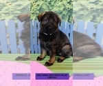 Small Photo #22 German Shepherd Dog Puppy For Sale in CLERMONT, FL, USA