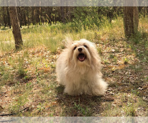 Father of the Havanese puppies born on 09/04/2025