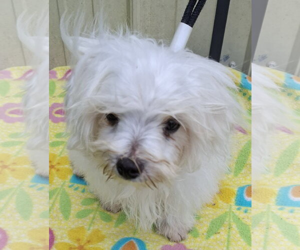 Medium Photo #2 Maltese Puppy For Sale in Mountain View, MO, USA