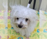 Small #1 Maltese