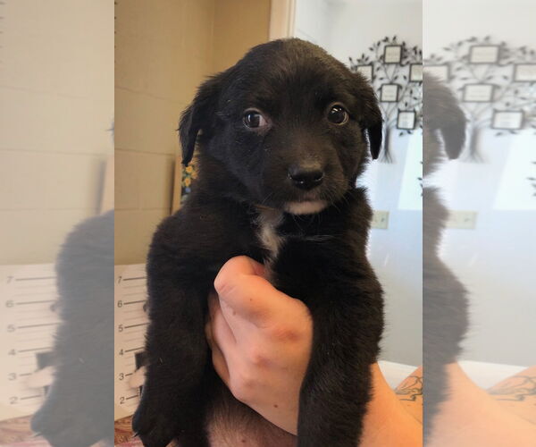 Medium Photo #1 Labrador Retriever-Unknown Mix Puppy For Sale in Amarillo, TX, USA