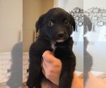 Small Labrador Retriever Mix