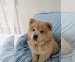 Small Photo #3 Chow Chow Puppy For Sale in LAKELAND, FL, USA