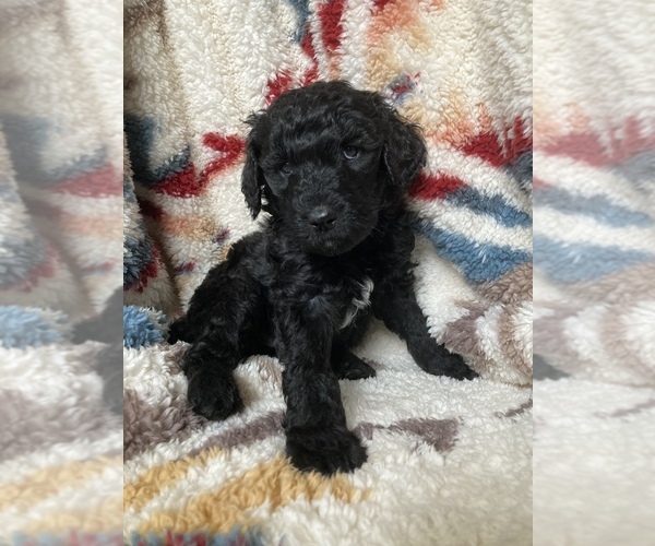Medium Photo #2 Labradoodle Puppy For Sale in BIGFORK, MT, USA