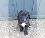 Small Photo #8 Saint Bernard Puppy For Sale in CRAIG, CO, USA