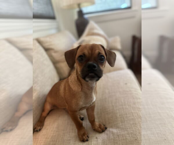 Medium Photo #2 Puggle Puppy For Sale in Phoenix, AZ, USA