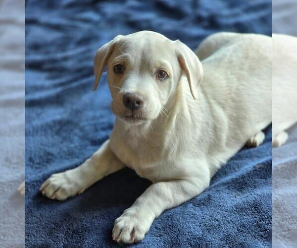 Medium Photo #14 Chihuahua-Unknown Mix Puppy For Sale in San Diego, CA, USA