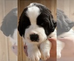 Puppy Katara Cane Corso-Saint Bernard Mix