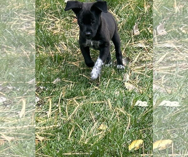 Medium Photo #1 Border Collie-Unknown Mix Puppy For Sale in Hillsboro, MO, USA