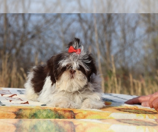 Medium Photo #8 Shih Tzu Puppy For Sale in DYERSBURG, TN, USA