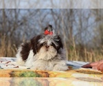 Small #7 Shih Tzu