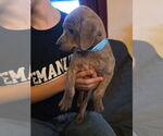 Small #1 Chihuahua Mix