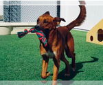 Small #8 Australian Shepherd Mix