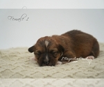 Small Photo #5 Pembroke Welsh Corgi Puppy For Sale in CRESTVIEW, FL, USA