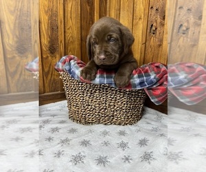 Labrador Retriever Puppy for Sale in NEOLA, West Virginia USA