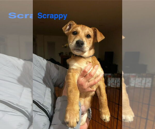 Medium Photo #7 Beagle-Unknown Mix Puppy For Sale in Arlington, VA, USA