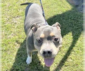 Mutt Dogs for adoption in Houston, TX, USA