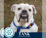 Small #8 Bulldog