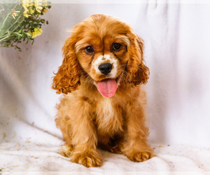 Cockalier Puppy for Sale in WAKARUSA, Indiana USA